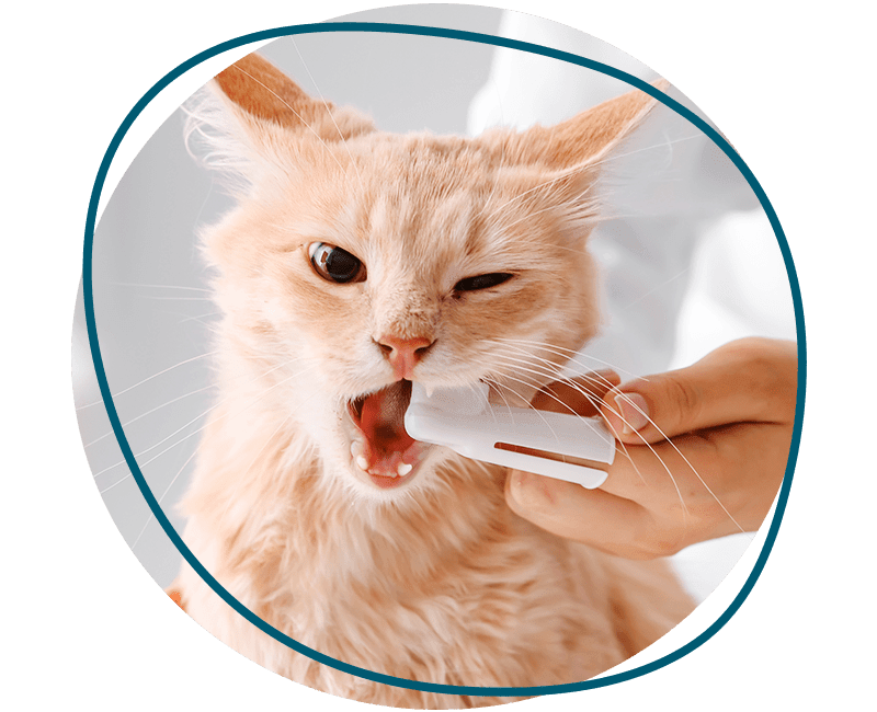 vet cleaning cat's teeth