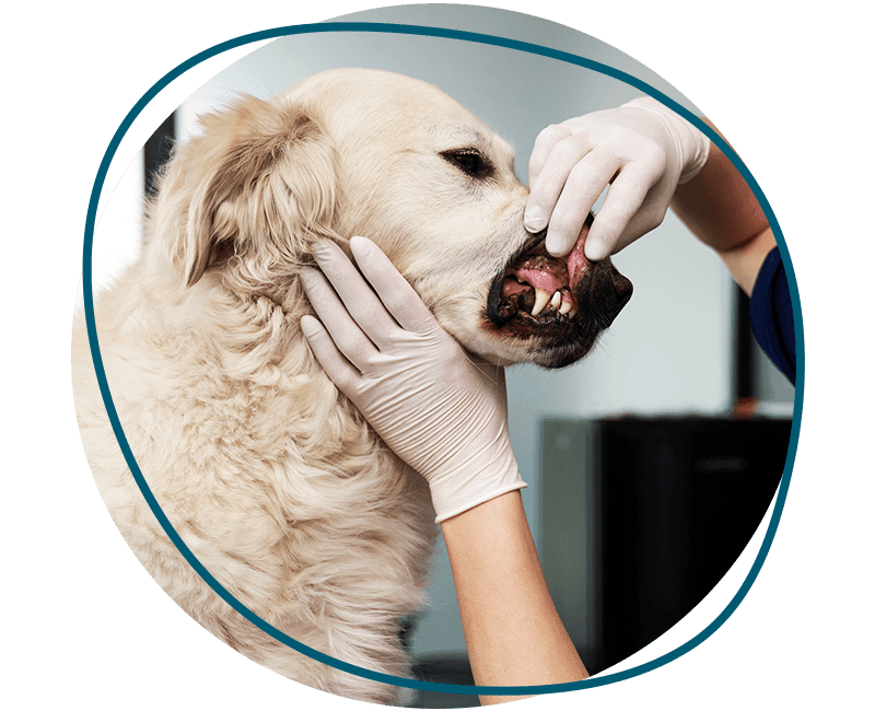 vet examining dogs dental health