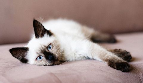 Helping Your Pet Get Back to Routine After the Holidays