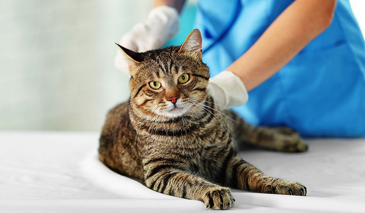 tabby-cat-vet-examination