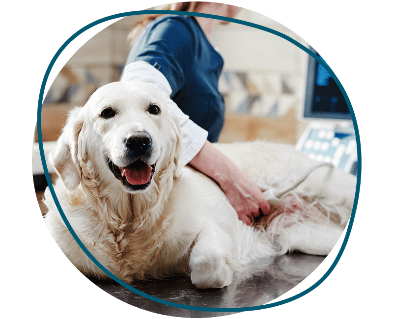 sick dog lying table while vet looking monitor doing ultrasound