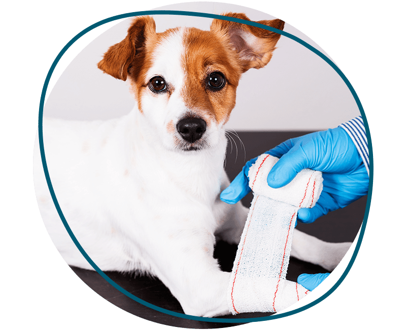 white dog with bandage at vet