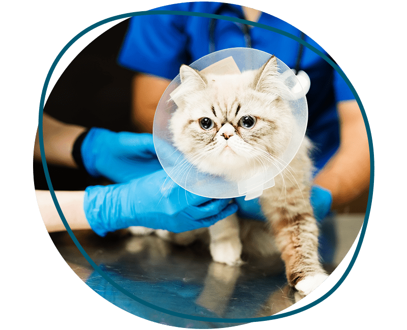 cute persian cat with recovery cone after surgery