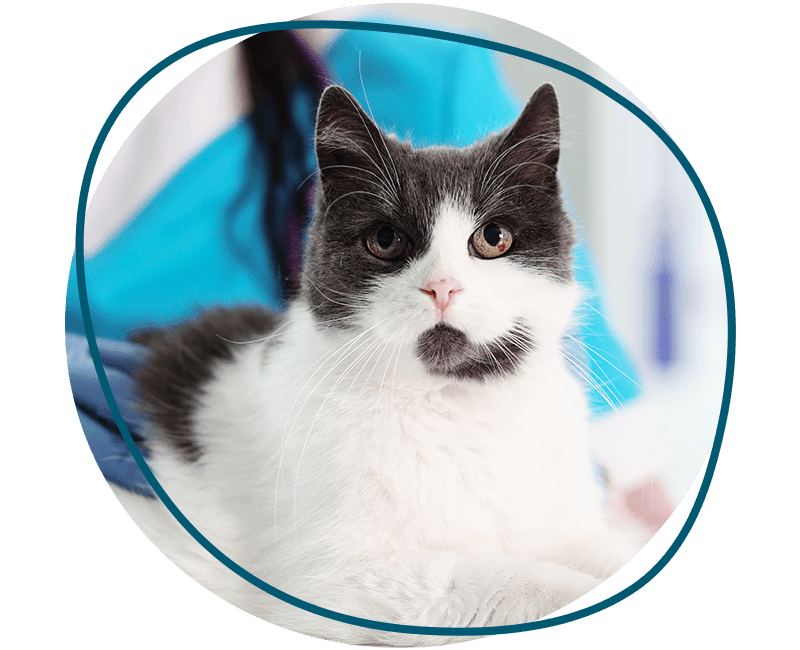 veterinarian stroking cat