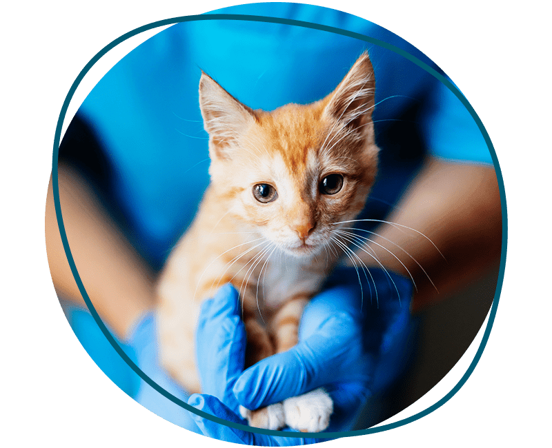 veterinarian holds cute kitty