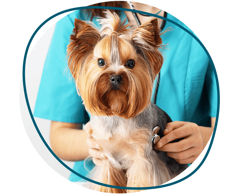 veterinarian checking a cute dog with stethoscope