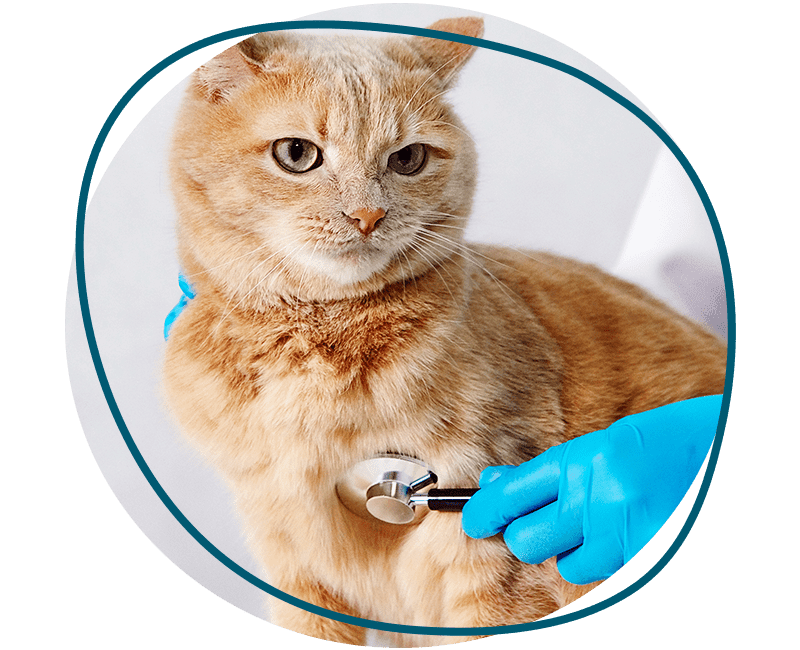 veterinarian listening red cat with stethoscope
